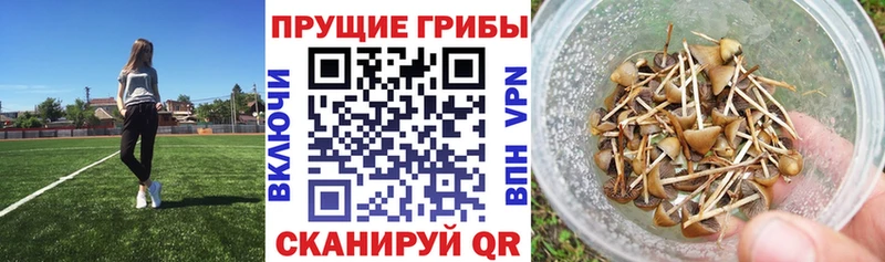 купить наркотик  Нижневартовск  Псилоцибиновые грибы мухоморы 